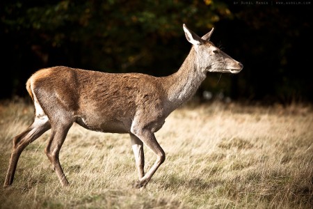 deer in London park 03