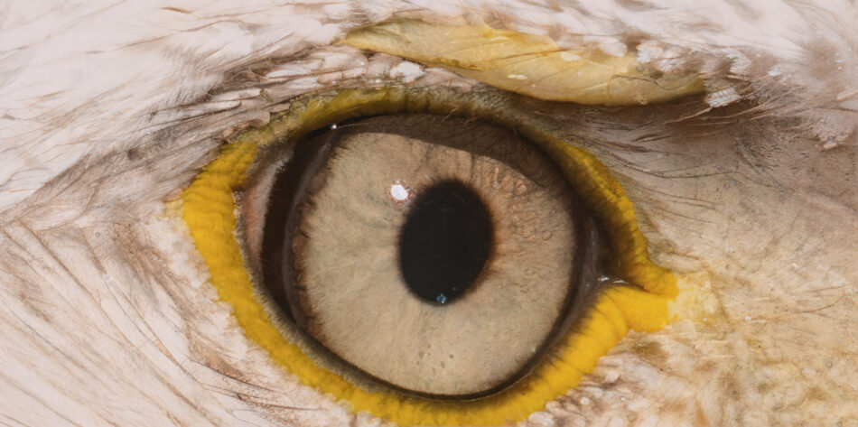 eye crop