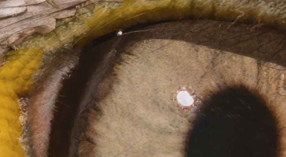 eye extreme crop