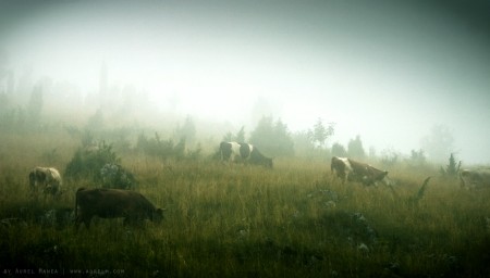 fog and cows 01