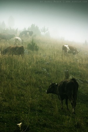 fog and cows 02