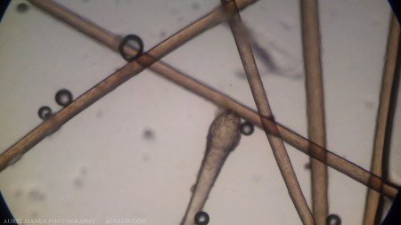 hair under microscope with DIY adapter 01