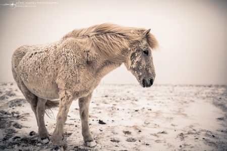iceland horses in snow 05