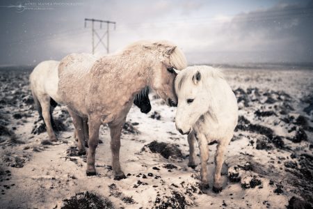 iceland horses in snow 09