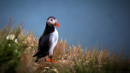 iceland puffin 01
