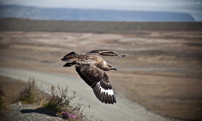 iceland skua 04