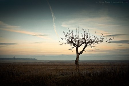lonely tree in Romania