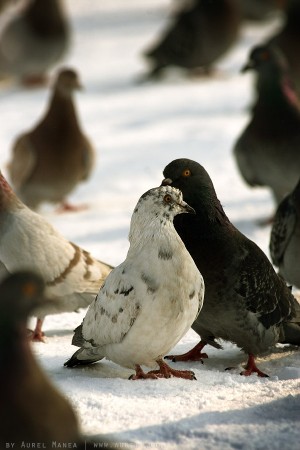 pigeons inTineretului park 01