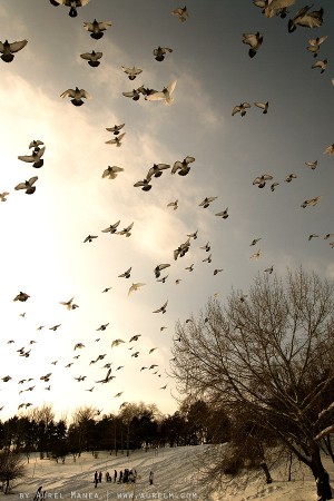 pigeons inTineretului park