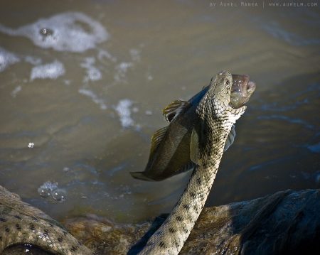 snake catches a fish 01