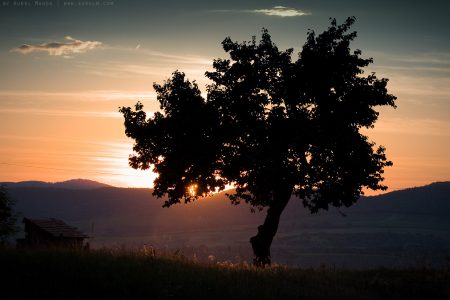 sunset over a tree 01