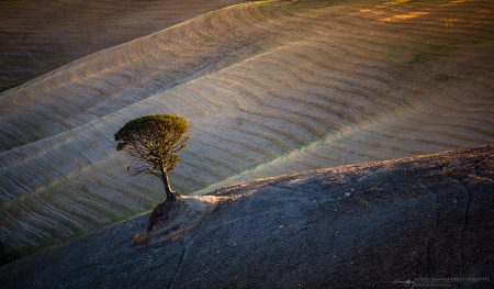 tuscany tree 011