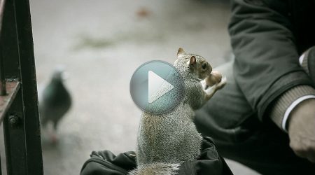 video cute squirrels