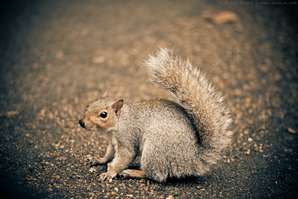 Cute squirrels in London 3