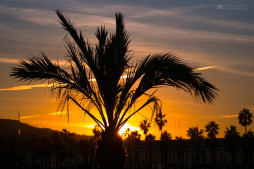 Gallery Barcelona Sunset Palm