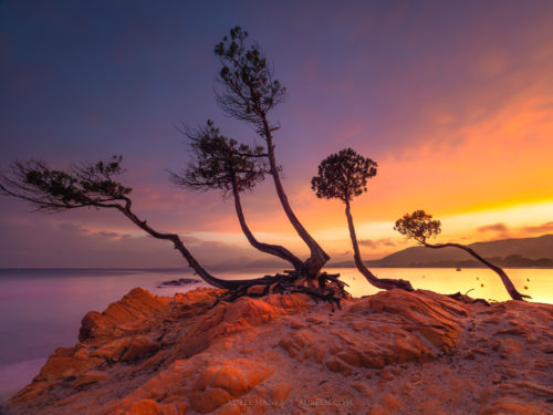 Gallery Corsica shore trees 03