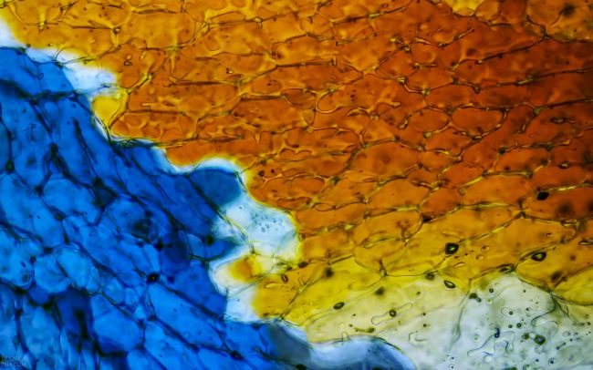 Gallery Ice crystals under polarized light microscope 08