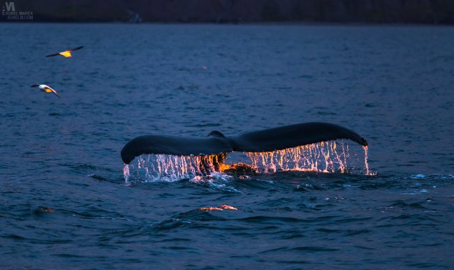Gallery Iceland Eyjafjordur humpback whales sunset 10