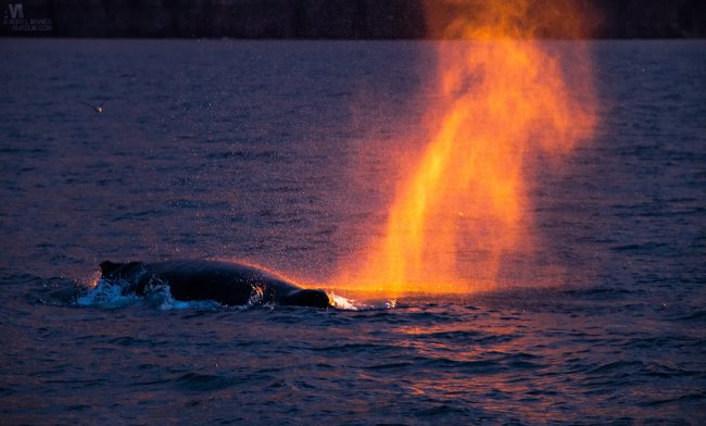 Gallery Iceland Eyjafjordur humpback whales sunset 12