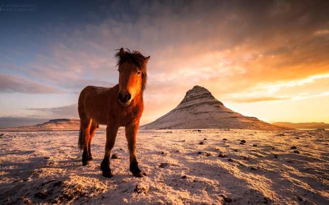 Gallery-Icelandic-horse-in-Grundarfjordur-01