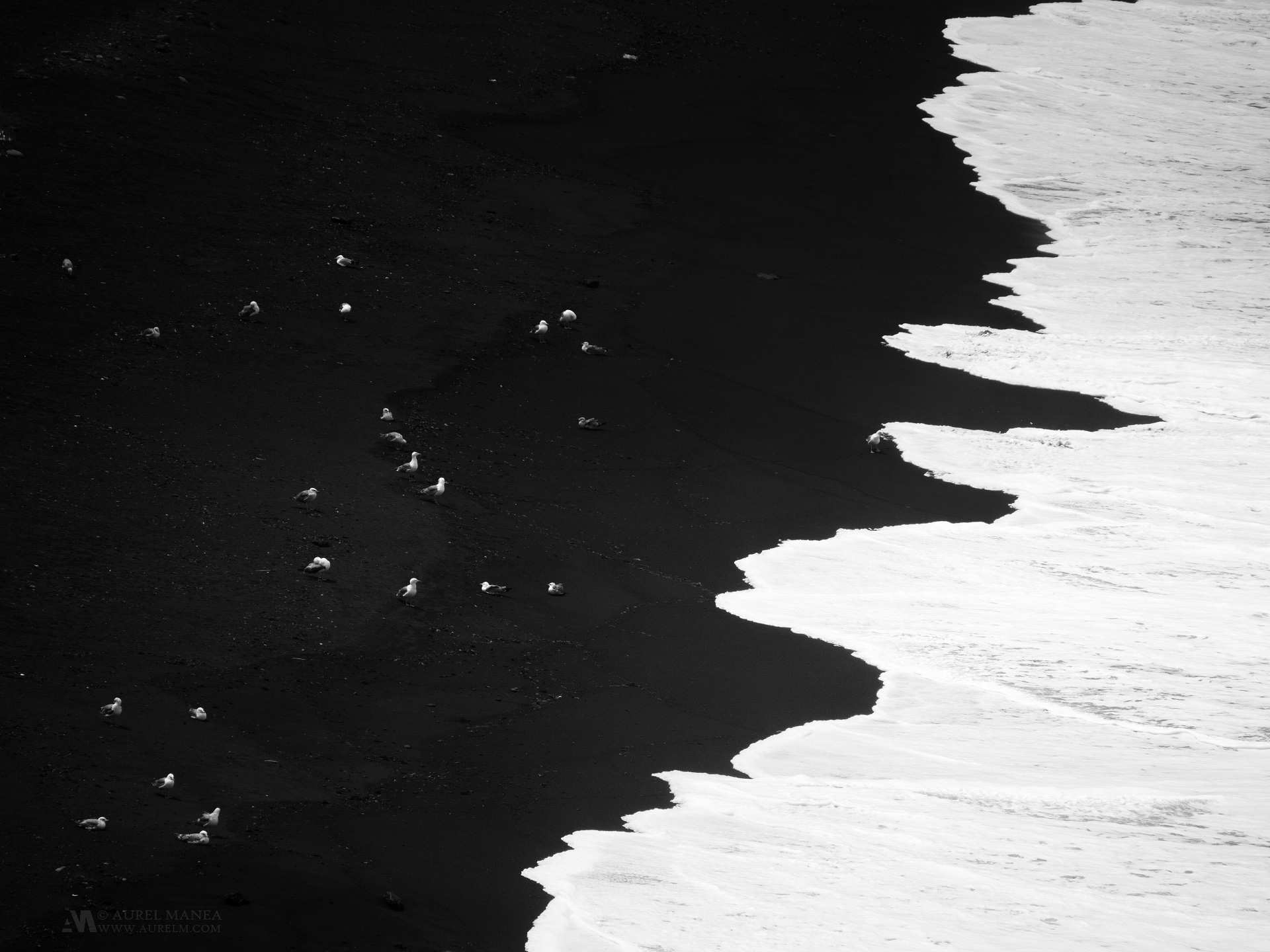 Gallery Lanzarote Seaguls on Black Sand 01