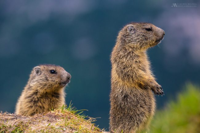 Gallery Marmots in Dolomites 02