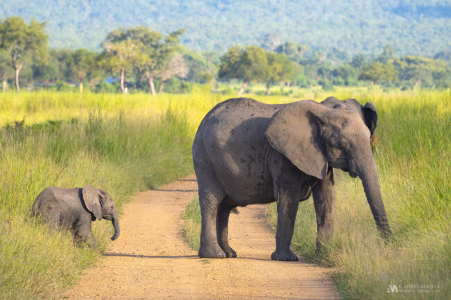 Gallery Tanzania Elephant with cub 01