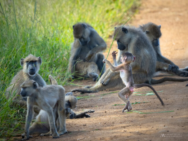 Gallery Tanzania baby baboon 01
