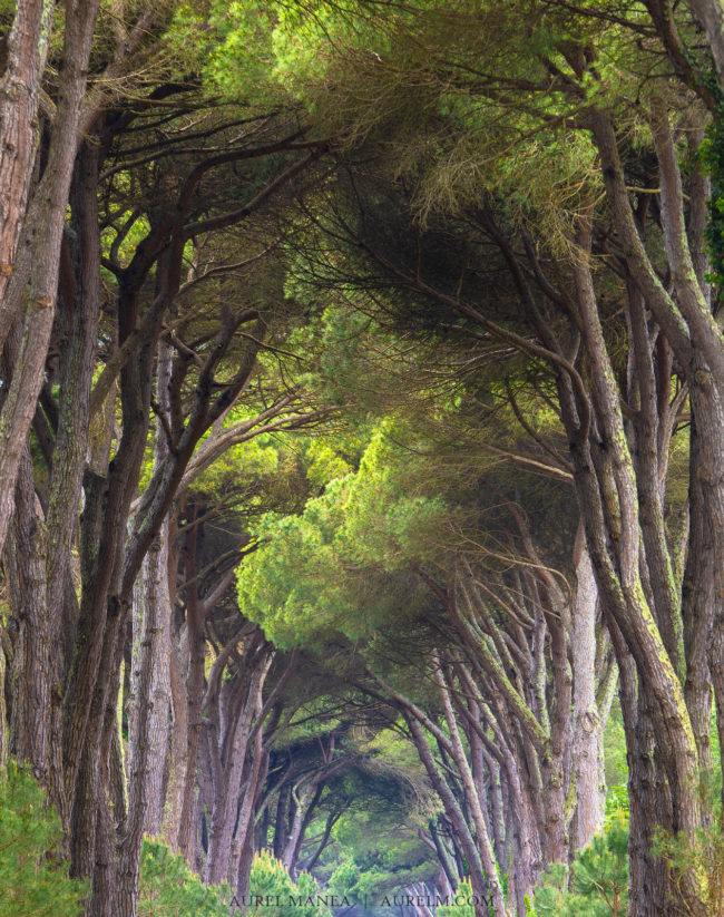 Gallery Tunnel of trees 01