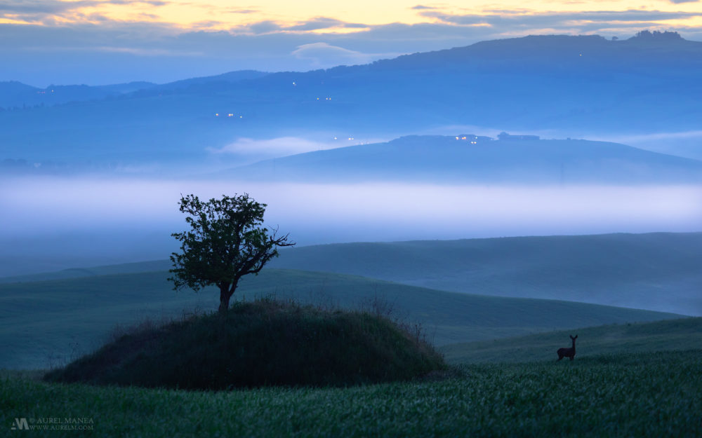 Gallery Tuscany deer lonely tree mist dawn