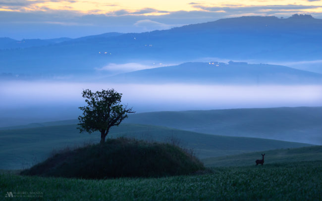 Gallery Tuscany deer lonely tree mist dawn