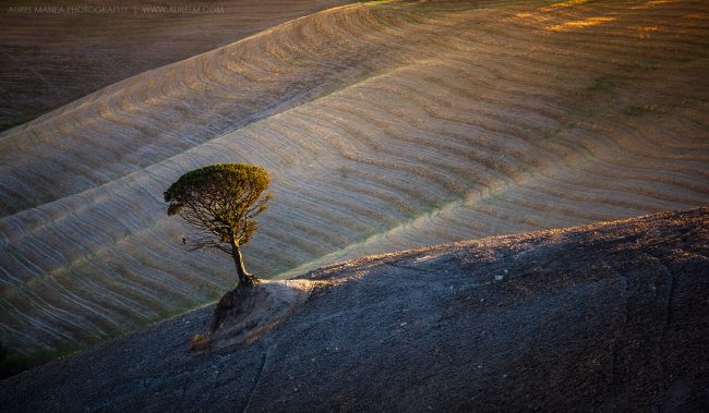 Gallery Tuscany lonely tree 01