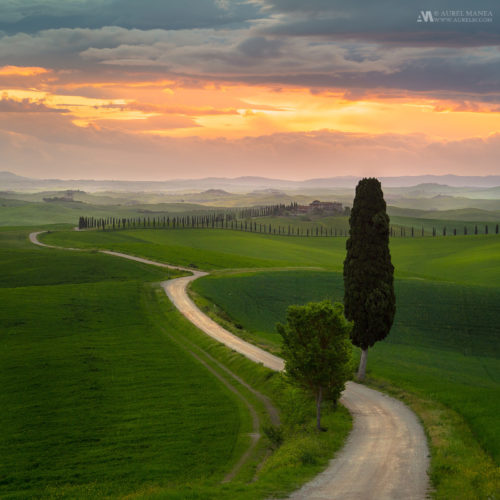 Gallery Tuscany sunrise road with trees 01