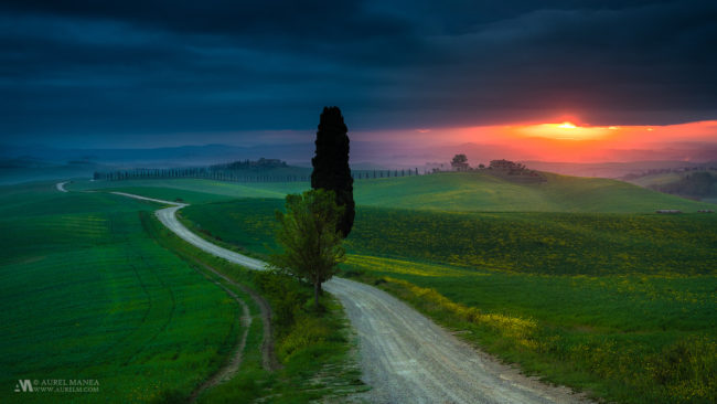 Gallery Tuscany sunrise tree with waving road 01