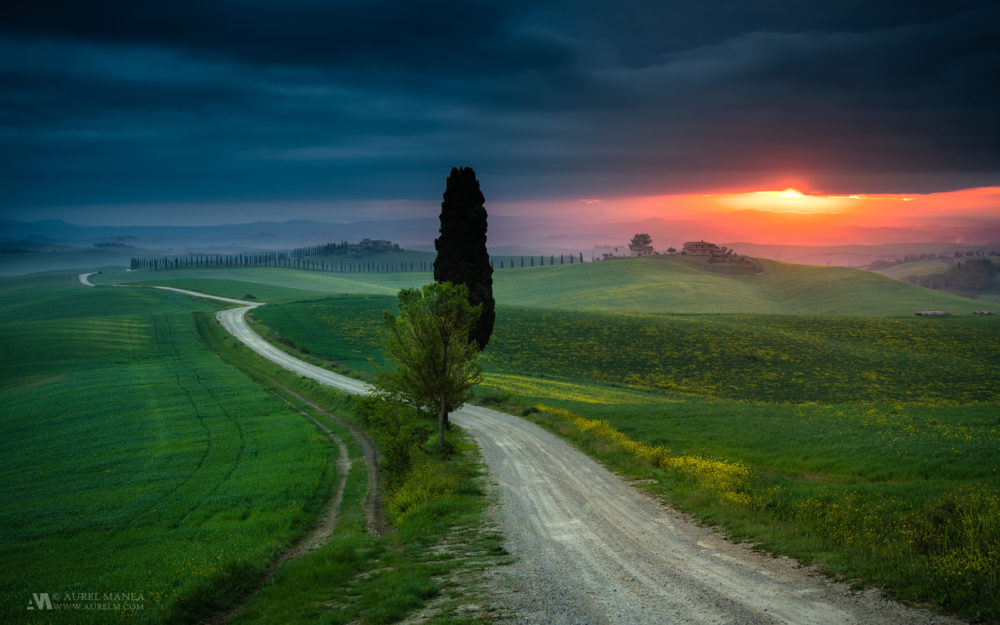 Gallery Tuscany sunrise tree with waving road 02