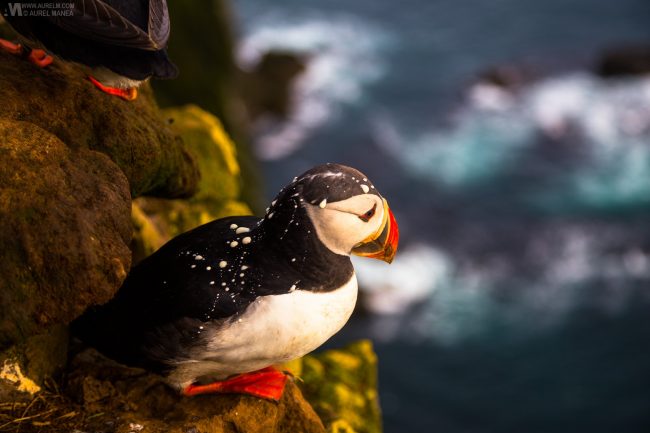Gallery Westfjords puffins in Iceland 08