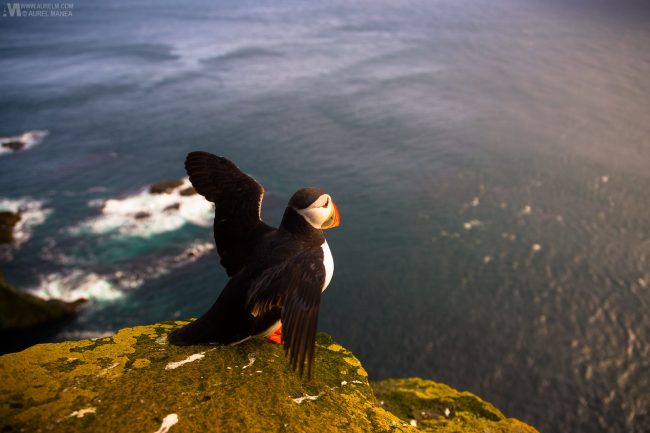 Gallery Westfjords puffins in Iceland 10