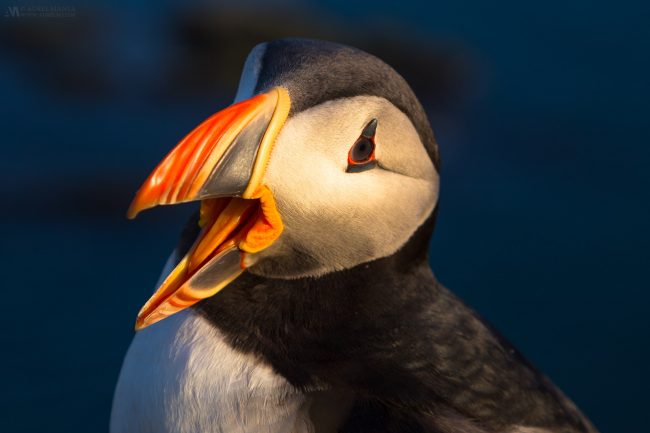 Gallery Westfjords puffins in Iceland 14