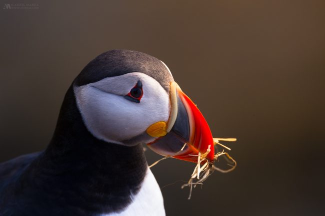 Gallery Westfjords puffins in Iceland 15