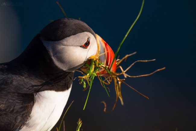 Gallery Westfjords puffins in Iceland 17