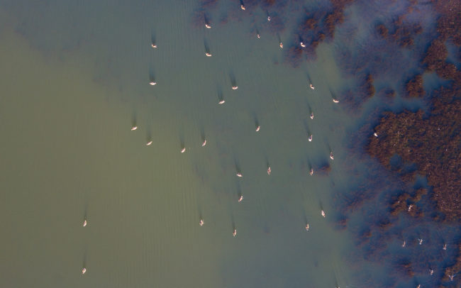 Gallery drone view of ducks on lakes 01