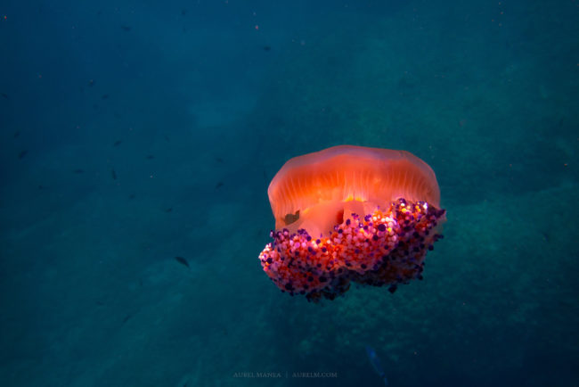 Gallery mediteranean jellyfish 04