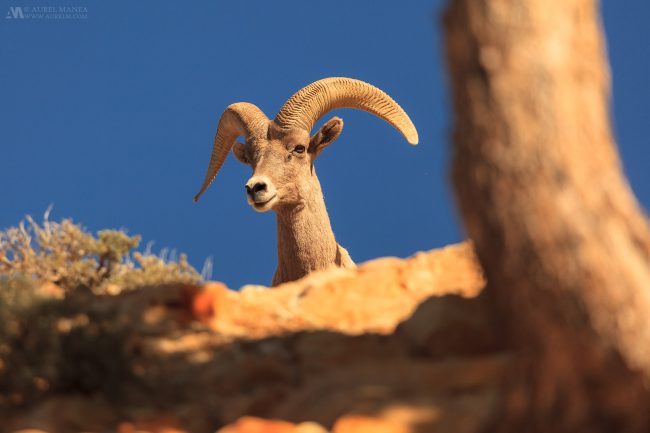 Gallery mountain goat Grand Canyon 02