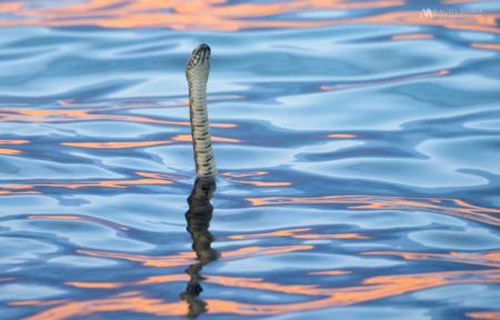 Gallery water snake in water 01