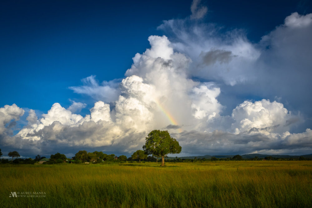 Gallery tree in Africa with clouds and rainbow 1