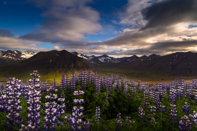 Galllery Iceland mountains of flowers