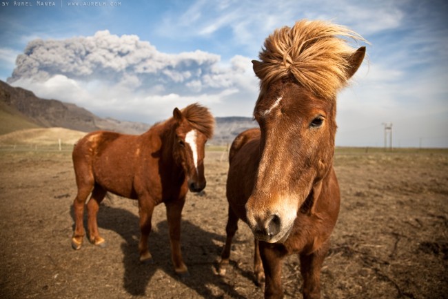 awesome icelandic horses