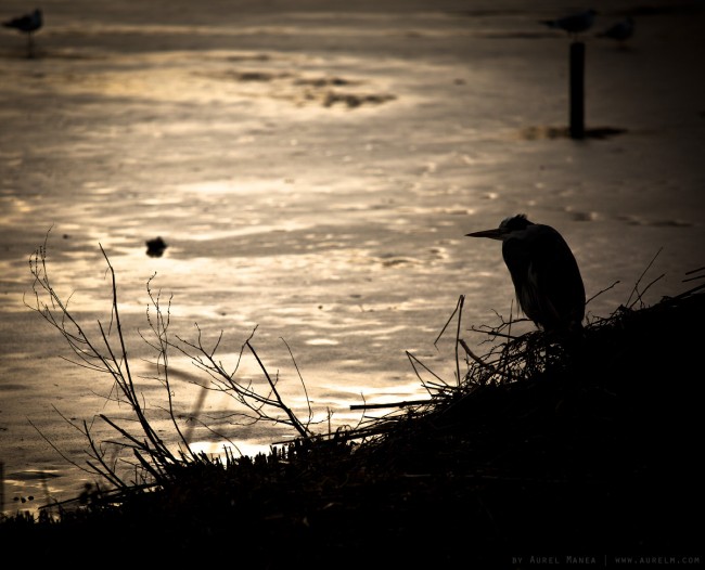 bird on frozen sunset