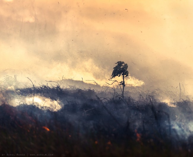 burning life
