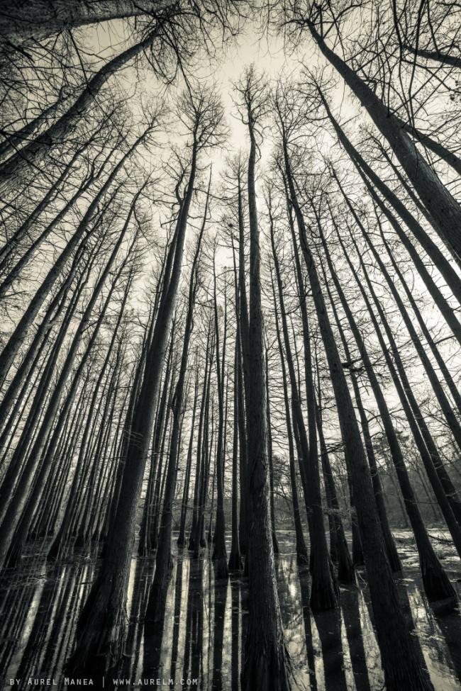 flooded forest near Bucharest